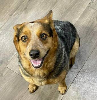 Callie -  Australian Cattle Dog Blue Heeler and Corgi Dog for Adoption in Austin, Texas - Callie | PetCurious