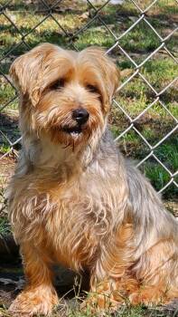Maisie -  Yorkshire Terrier and Maltese Dog for Adoption in Overland Park, Kansas - Maisie | PetCurious