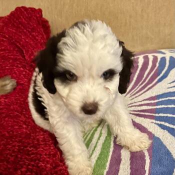 Panda -  Poodle and Brittany Spaniel Dog for Adoption - Panda | PetCurious