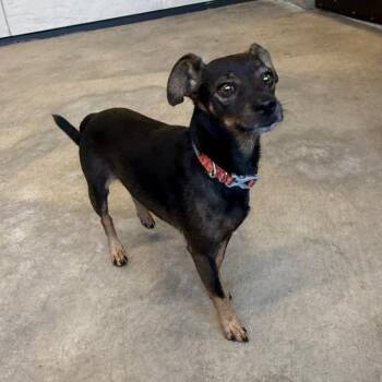 Teddy -  Mixed Breed Dog for Adoption in Ponca City, Oklahoma - Teddy | PetCurious