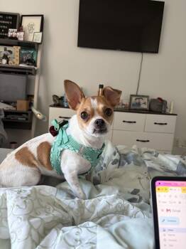 Whiskey -  Chihuahua Dog for Adoption in New York, New York - Whiskey | PetCurious