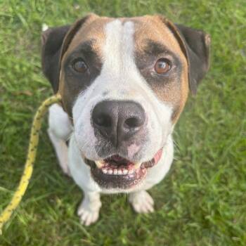 Rescue Mixed Breed Dogs for Adoption in Jacksonville, Florida - PAPO | PetCurious