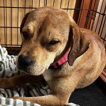 Lucy -  Beagle and Mixed Breed Dog Available for Adoption in Pittsburg, Kansas - Lucy | PetCurious