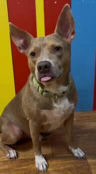 Morgan Wallen -  Mixed Breed Dog for Adoption in Ocala, Florida - Morgan Wallen | PetCurious