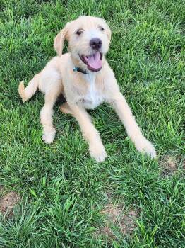 GINO -  Terrier and Labrador Retriever Dog for Adoption in Broomfield, Colorado - GINO | PetCurious