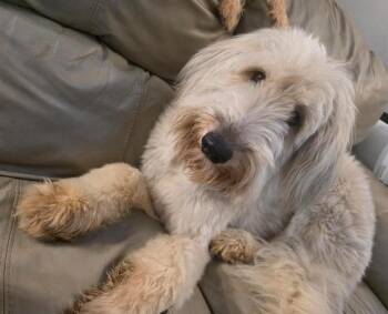 Wheaten Terrier and Labradoodle Dogs Available for Adoption in Manvel, Texas - Shiloh | PetCurious