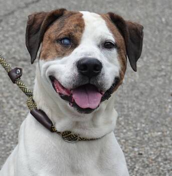 Terrier Dogs Available for Adoption in Millfield, Ohio - Petey | PetCurious
