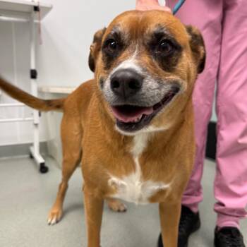 Boxer and Mixed Breed Dogs Available for Adoption in Abilene, Texas - Maroon | PetCurious