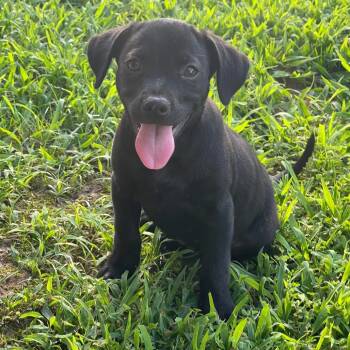 Rescue Labrador Retriever Dogs for Adoption in West Point, Mississippi - Tucker | PetCurious