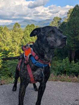 Rescue Mixed Breed Dogs for Adoption in Blue Island, Illinois - Ozzy | PetCurious