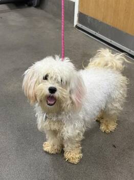 LATTE -  Shih Tzu Dog for Adoption - LATTE | PetCurious