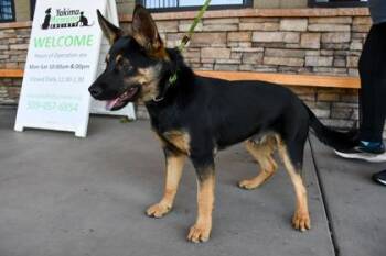 Pikachu -  German Shepherd Dog and Mixed Breed Dog for Adoption in Yakima, Washington - Pikachu | PetCurious