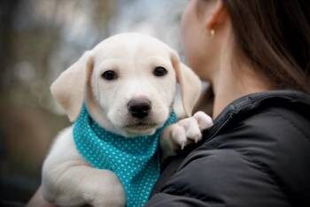 Rescue Mixed Breed Dogs for Adoption in Hopkinton, Massachusetts - Tristin | PetCurious