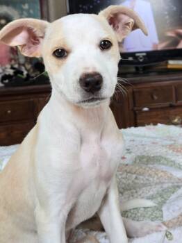 Rescue Labrador Retriever Dogs for Adoption in Mustang, Oklahoma - Audrey | PetCurious