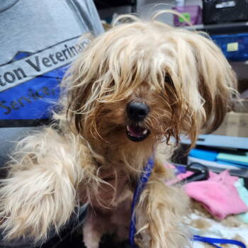 Rescue Shih Tzu Dogs for Adoption in Fargo, North Dakota - Harrison | PetCurious