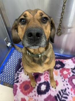 CHEWY -  Labrador Retriever and Brittany Spaniel Dog for Adoption in Fairbanks, Alaska - CHEWY | PetCurious