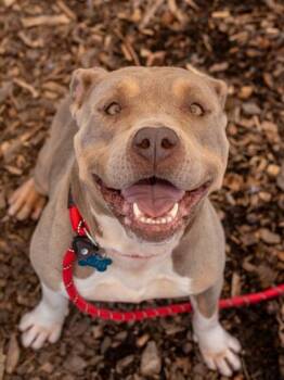 Hayda -  Mixed Breed Dog for Adoption in Chamblee, Georgia - Hayda | PetCurious