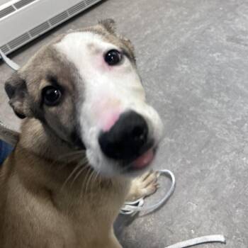 Lucky Lindley -  Mixed Breed Dog for Adoption in Philadelphia, Pennsylvania - Lucky Lindley | PetCurious