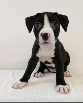 Rescue Mixed Breed Dogs for Adoption in Los Angeles, California - Puss In Boots | PetCurious