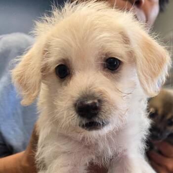 Masie -  Chihuahua and Wirehaired Terrier Dog for Adoption in Kingman, Kansas - Masie | PetCurious
