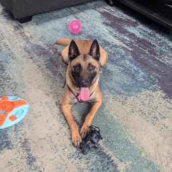 Kensy -  Belgian Shepherd Malinois Dog for Adoption in Mooresville, North Carolina - Kensy | PetCurious