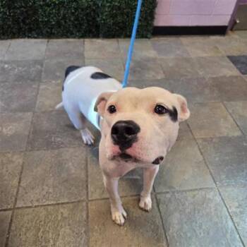 61384982 -  Pit Bull Terrier and Mixed Breed Dog for Adoption in El Paso, Texas - 61384982 | PetCurious