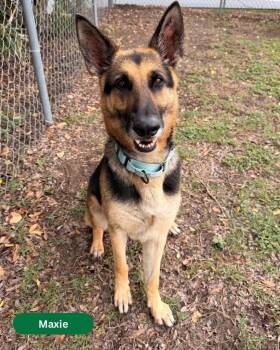 Mixed Breed Dogs Available for Adoption in Ocala, Florida - Maxie | PetCurious