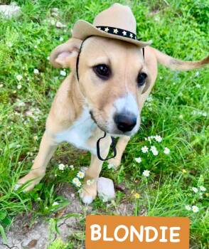 Blondie -  Chihuahua and Terrier Dog for Adoption in Traverse City, Michigan - Blondie | PetCurious