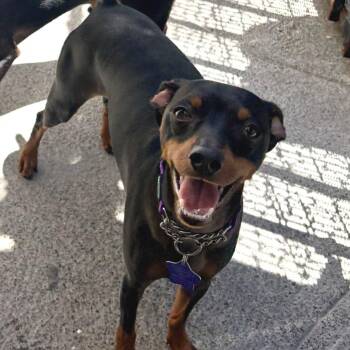 Apollo -  Miniature Pinscher and Mixed Breed Dog for Adoption in San Francisco, California - Apollo | PetCurious