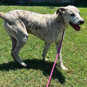 Leonard -  Catahoula Leopard Dog Dog for Adoption in Hackett, Arkansas - Leonard | PetCurious