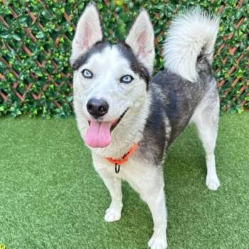 Siberian Husky Dogs Available for Adoption - Selene | PetCurious