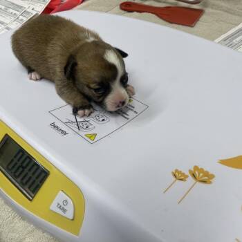 Jack Russell Terrier and Mixed Breed Dogs Available for Adoption - Penny Pup 6 | PetCurious