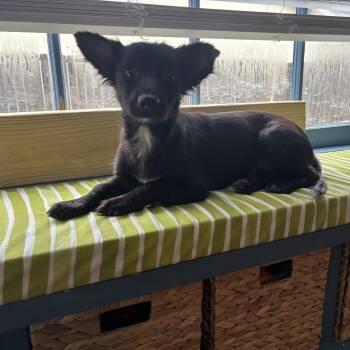 Roxy -  Dachshund and Mixed Breed Dog for Adoption in San Antonio, Texas - Roxy | PetCurious
