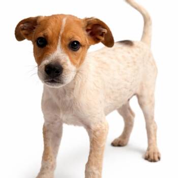 Chihuahua Dogs Available for Adoption - Rubble | PetCurious