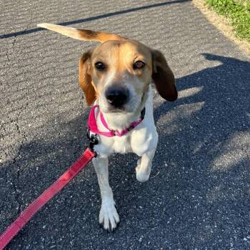Beagle Dogs Available for Adoption in Wilmington, Delaware - Lucy | PetCurious