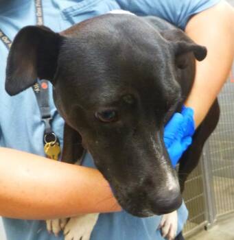 Rat Terrier and Jack Russell Terrier Dogs Available for Adoption in Lafayette, Louisiana - Princess | PetCurious