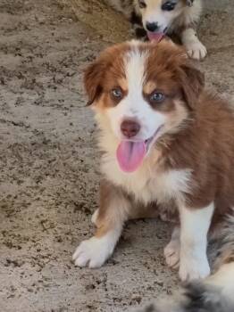 Troop -  Australian Shepherd Dog for Sale in Fort Worth, Texas - Troop | PetCurious