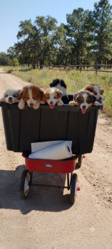 Troop -  Australian Shepherd Dog for Sale in Fort Worth, Texas - Troop | PetCurious