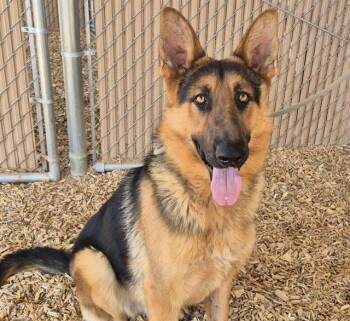 German Shepherd Dog and Mixed Breed Dogs Available for Adoption in Albuquerque, New Mexico - BUBBLES | PetCurious
