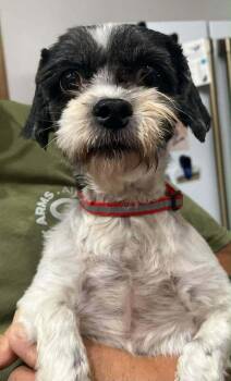 Beatrice Ruth -  Shih Tzu and Poodle Dog for Adoption in Waunakee, Wisconsin - Beatrice Ruth | PetCurious