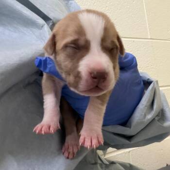Marlin -  Husky and Mixed Breed Dog for Adoption in Charlottesville, Virginia - Marlin | PetCurious
