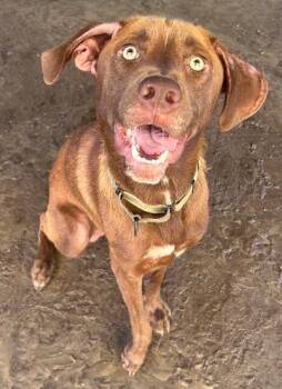 Cramer -  Labrador Retriever and Mixed Breed Dog for Adoption in Savannah, Georgia - Cramer | PetCurious