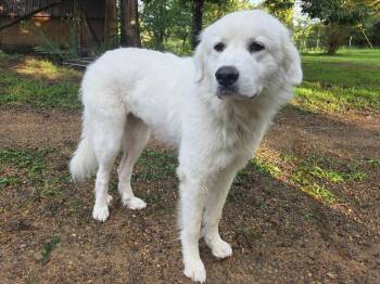 Stormi -  Great Pyrenees Dog for Adoption in Taycheedah, Wisconsin - Stormi | PetCurious