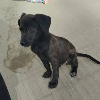 Black Labrador Retriever and Hound Dogs Available for Adoption in Tulsa, Oklahoma - River | PetCurious