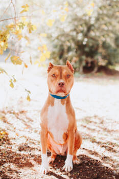 Rescue American Staffordshire Terrier and Mixed Breed Dogs for Adoption in North Charleston, South Carolina - 89222a Roan | PetCurious