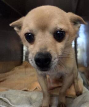 Chihuahua and Mixed Breed Dogs Available for Adoption in El Paso, Texas - Peanut Butter | PetCurious