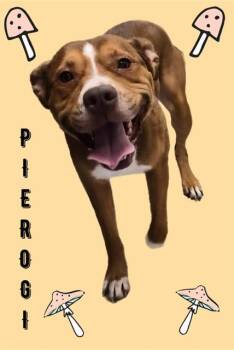 PIEROGI -  American Staffordshire Terrier and Black Mouth Cur Dog for Adoption in Sarasota, Florida - PIEROGI | PetCurious