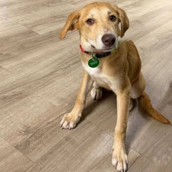 Pear -  Yellow Labrador Retriever and Golden Retriever Dog for Adoption in New Orleans, Louisiana - Pear | PetCurious
