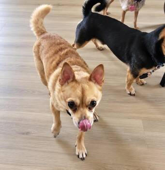 Potato -  Chihuahua Dog for Adoption in Virginia Beach, Virginia - Potato | PetCurious
