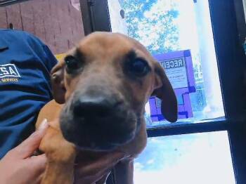 SUZIE -  Pit Bull Terrier and Mixed Breed Dog for Adoption in Tulsa, Oklahoma - SUZIE | PetCurious